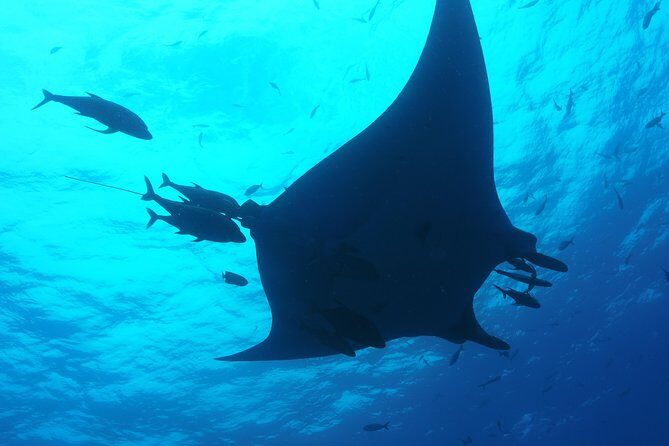 Whale shark encounter Private tour - swim with whale shark cancun - Snorkeling rounds: why small groups make the day better