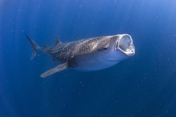 Whale Shark Experience from Playa del Carmen - Key things to know before you go