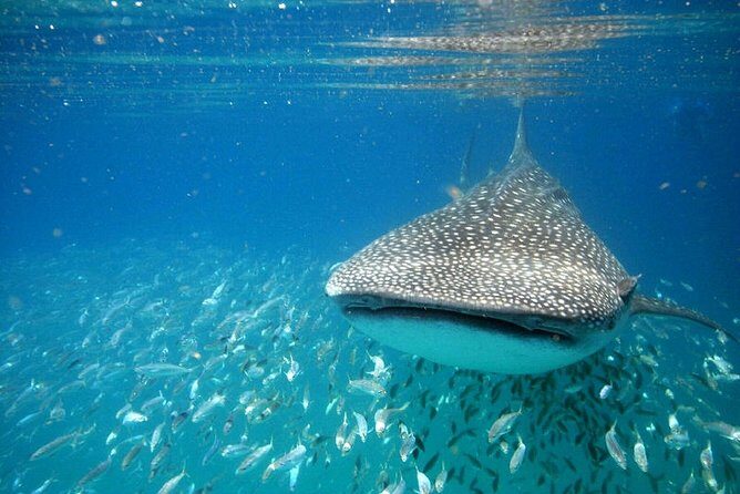 Whale Shark Experience from Playa del Carmen - Whale Sharks Near Cancun: When Timing Actually Makes It Worth It