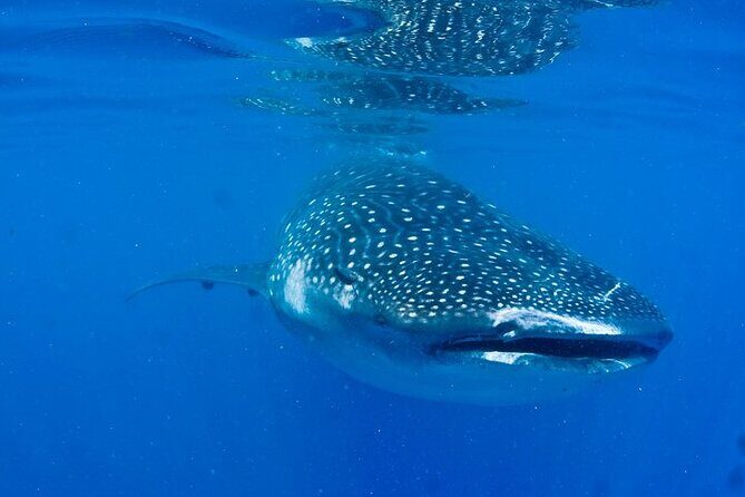 Whale Shark Experience from Playa del Carmen - The Small-Group Boat Day: What You Get With Max 8