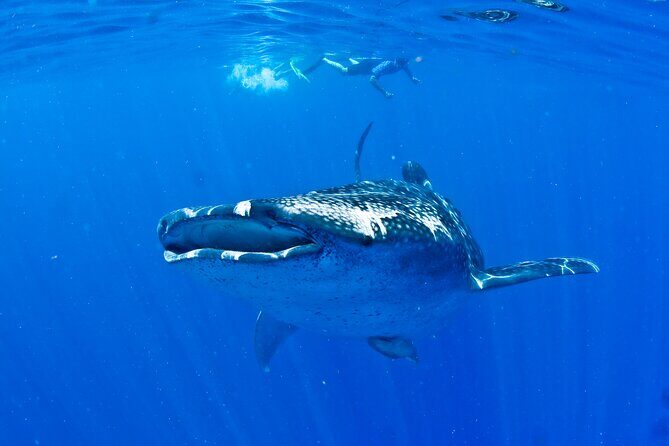 Whale Shark Experience from Playa del Carmen - Gear and Snorkeling Help: Getting Close Without Panic