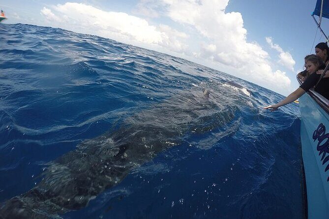 Whale Shark Experience from Playa del Carmen - What the Snorkel Encounter Feels Like With a Plankton-Eater