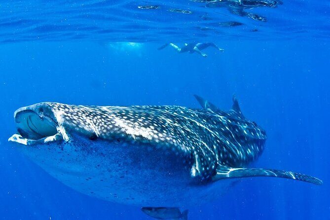 Whale Shark Experience from Playa del Carmen - How Long You’re Out (and How to Use the Rest of Your Day)