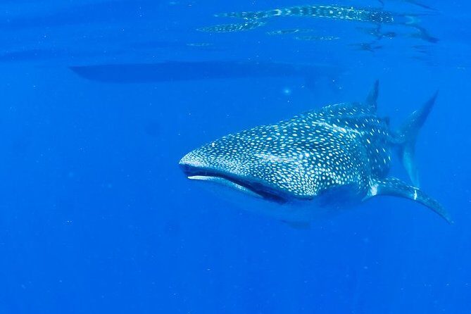 Whale Shark Experience from Playa del Carmen - Price and Value: Is $49 a Good Deal?