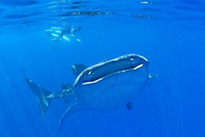 Whale Shark Experience from Playa del Carmen - Playa del Carmen to Cancun by Van: The Early Start You’ll Feel