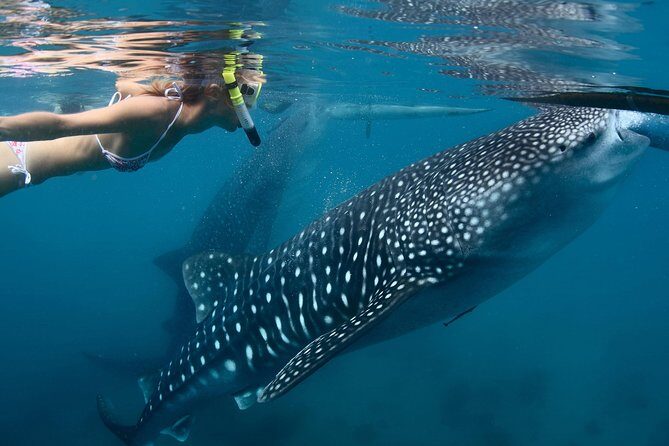 Whale Shark Experience Lifetime Memory in Cancun (snack included) - The Morning Logistics: Early Pickup and a Full Day Schedule