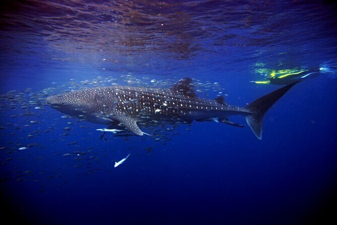 Whale Shark Experience Lifetime Memory in Cancun (snack included) - The Boat Ride Reality: Choppy Water and Sea Sickness Planning