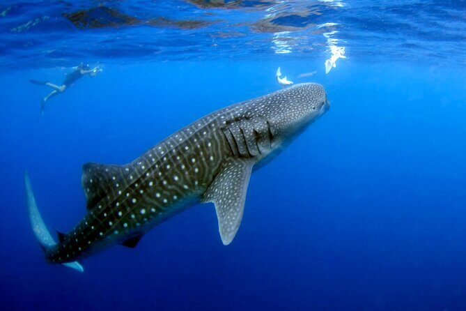 Whale Shark Experience Lifetime Memory in Cancun (snack included) - Chasing Whale Sharks: How the Guided Swim Windows Work