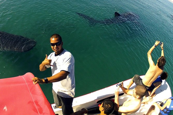 Whale Shark from Cancun, Riviera Maya and Tulum All Inclusive - Whale Sharks Off Cancun: Why This Day Works