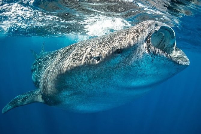 Whale Shark from Cancun, Riviera Maya and Tulum All Inclusive - Boat Day Reality: Speed Boat, Gear, and What to Pack