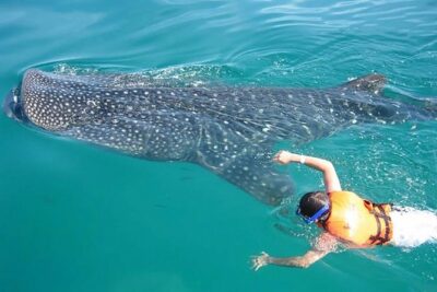 Whale Shark from Cancun, Riviera Maya and Tulum All Inclusive - The Whale Shark Part: Up to Three Guided Swims