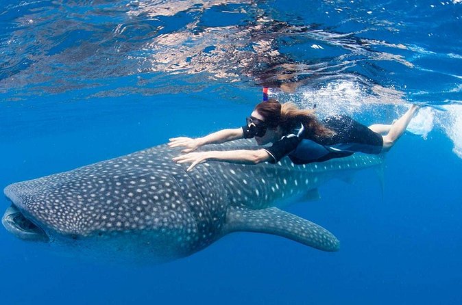 Whale Shark from Cancun, Riviera Maya and Tulum All Inclusive - Pickup and Timing: How Transfers Affect the Whole Day
