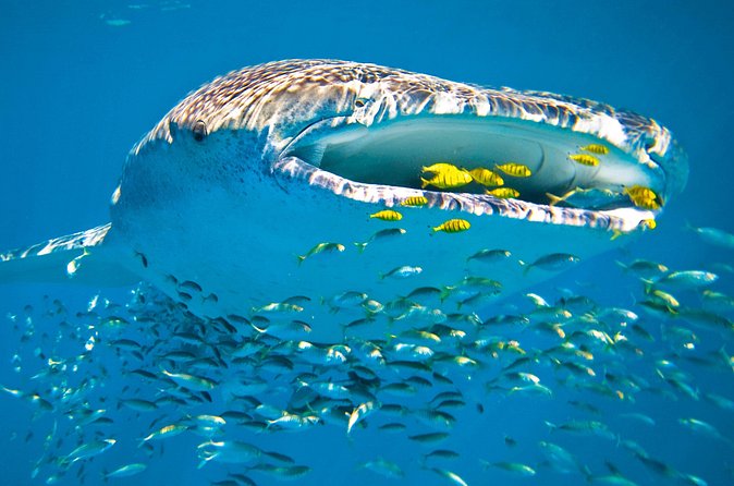 Whale Shark from Cancun, Riviera Maya and Tulum All Inclusive - Value and Price Check: Is $190 a Smart Spend?