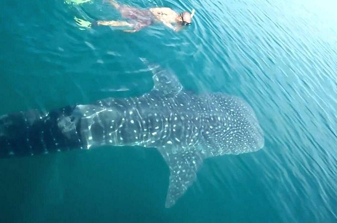 Whale Shark from Cancun, Riviera Maya and Tulum All Inclusive - Who Should Book This Whale Shark Swim Tour?
