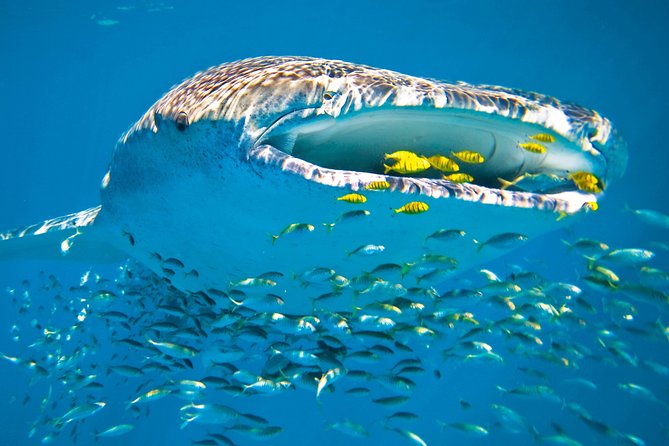 Whale Shark from Cancun, Riviera Maya and Tulum All Inclusive - Should You Book? My Quick Decision Guide
