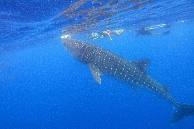 Whale Shark Group Adventure from Isla Holbox - Key Highlights You’ll Care About