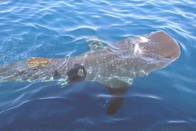 Whale Shark Group Adventure from Isla Holbox - Meeting at VIP Holbox: Gear Up Before the Water