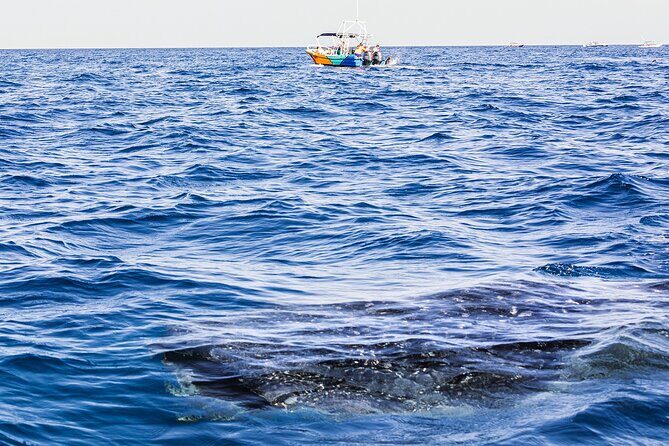 Whale Shark Group Adventure from Isla Holbox - Value and Price: Why $203.12 Can Make Sense