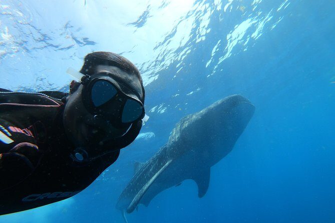 Whale Shark Group Adventure from Isla Holbox - The Gulf of Mexico Boat Ride: Morning Wildlife Chances