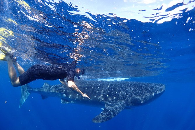 Whale Shark & Manta Ray Snorkel -(May-Sept) Only 10pp per Boat - Key things I’d circle on your planning list