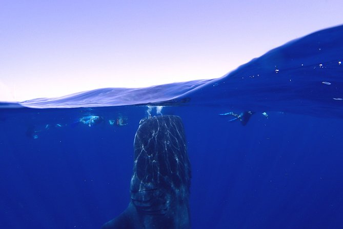 Whale Shark & Manta Ray Snorkel -(May-Sept) Only 10pp per Boat - Why a 10-Passenger Whale Shark Boat Is Worth Paying For