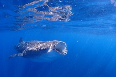 Whale Shark & Manta Ray Snorkel -(May-Sept) Only 10pp per Boat - Chasing the Pod: The 40–90 Minute Boat Ride You Should Expect