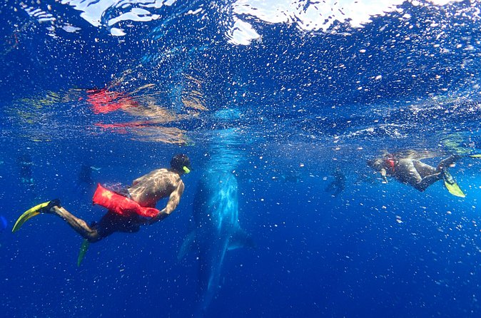 Whale Shark & Manta Ray Snorkel -(May-Sept) Only 10pp per Boat - Bonus Wildlife: Dolphins, Turtles, and the Fun Stuff Between