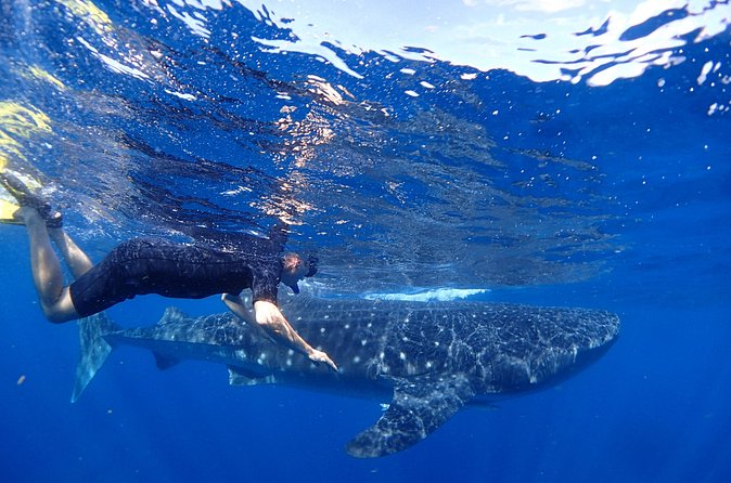 Whale Shark & Manta Ray Snorkel -(May-Sept) Only 10pp per Boat - Tips for a Smoother Day on the Water