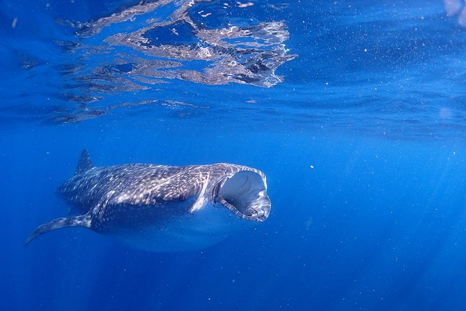 Whale Shark & Manta Ray Snorkel -(May-Sept) Only 10pp per Boat - Chasing the Pod: The 40–90 Minute Boat Ride You Should Expect