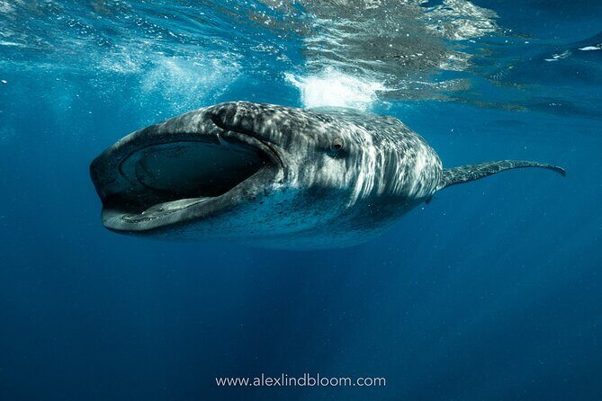 Whale Shark Snorkeling Adventure with Lunch - Key things that make this tour worth your attention