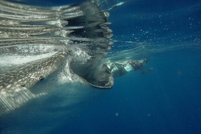 Whale Shark Snorkeling Adventure with Lunch - The open-ocean search for whale sharks near Isla Contoy