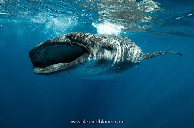 Whale Shark Snorkeling Adventure with Lunch - Playa Norte on Isla Mujeres: the calm reset after the main event