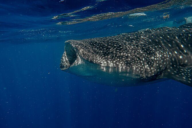 Whale Shark Snorkeling Adventure with Lunch - What’s included vs what you’ll need to plan
