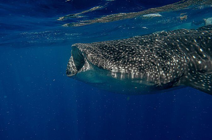 Whale Shark Snorkeling Adventure with Lunch - Safety, group size, and who this tour suits best