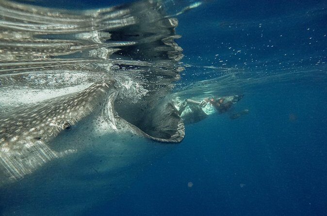 Whale Shark Snorkeling Adventure with Lunch - Timing: when it runs, and why June to September matters