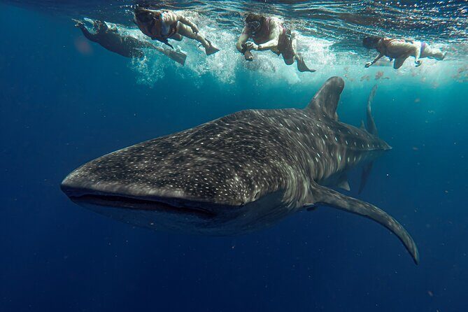 Whale Shark Snorkeling Adventure with Lunch - Whale sharks: what the snorkeling feels like (and why timing is everything)