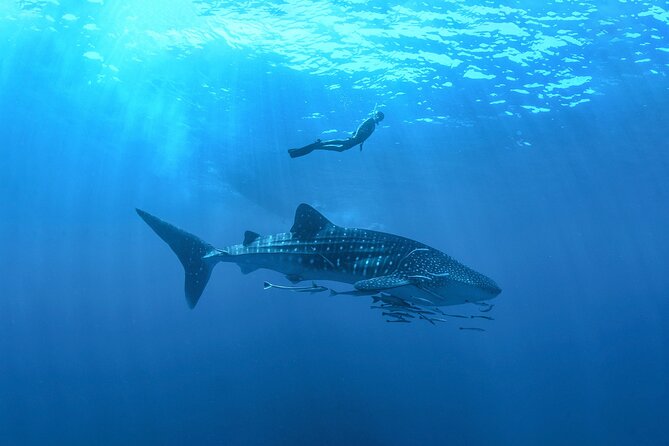 Whale Shark Snorkeling Experience from Cancun and Riviera Maya - Whale Sharks From Punta Sam: The Big-Picture Value