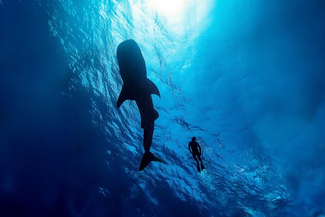 Whale Shark Snorkeling Experience from Cancun and Riviera Maya - The 8:00 AM Start: How Pickup Really Works