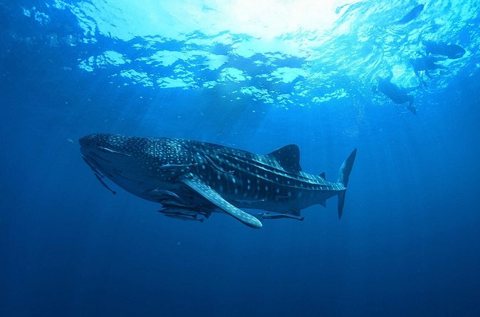 Whale Shark Snorkeling Experience from Cancun and Riviera Maya - Snorkeling With Whale Sharks: What the Close-Up Actually Feels Like