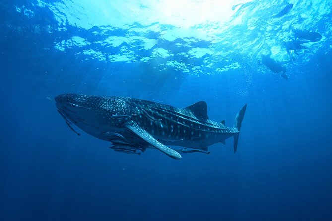 Whale Shark Snorkeling Experience from Cancun and Riviera Maya - Wild Sightings: Why This Trip Can Be Hit or Miss