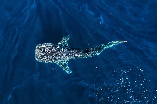 Whale Shark Snorkeling Experience from Cancun and Riviera Maya - Isla Mujeres Lunch: The Break That Makes the Day Feel Complete