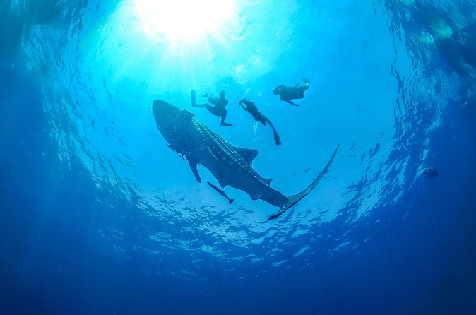 Whale Shark Snorkeling Experience from Cancun and Riviera Maya - Gear, Life Jackets, and What You Still Need to Bring