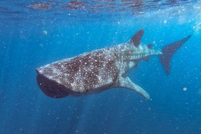 Whale Shark Swim Adventure SMALL GROUP from Cancun - How the Day Flows: Cancun Pickup to the Whale Shark Zone