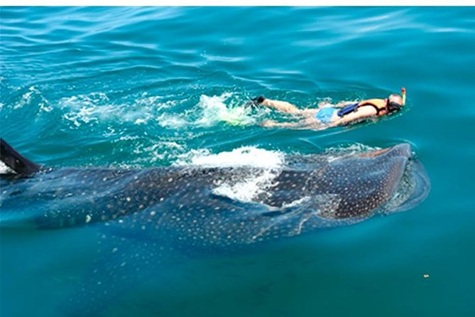 Whale Shark Swim Adventure SMALL GROUP from Cancun - The Snorkeling Plan: Why You Go In Pairs With a Guide