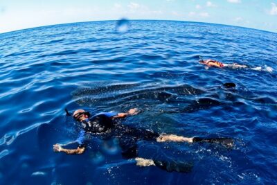 Whale Shark Swim Adventure SMALL GROUP from Cancun - Where the Whale Sharks Are: Isla Mujeres, Contoy, and Holbox