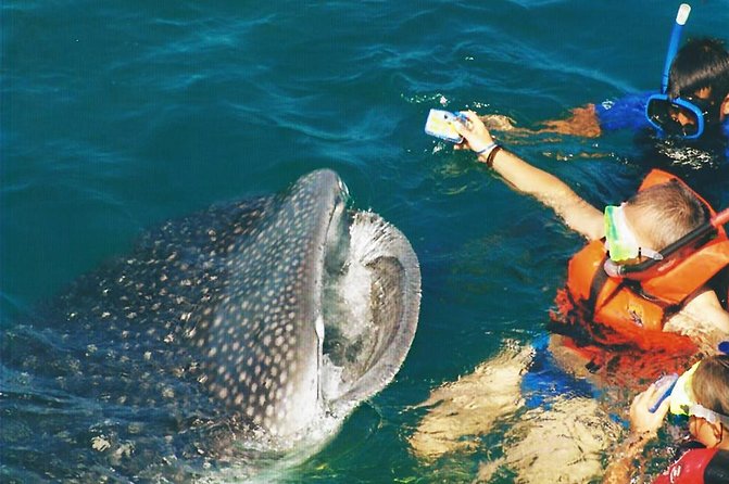 Whale Shark Swim Adventure SMALL GROUP from Cancun - Timing, Fitness, and Who Should Consider This