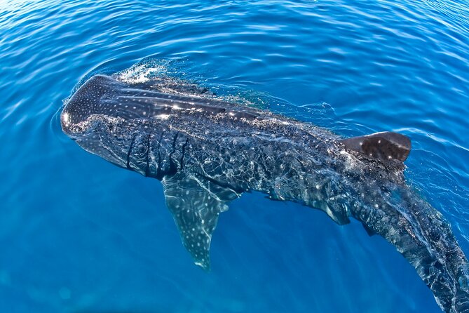 Whale Shark Swim Adventure SMALL GROUP from Cancun - Price and Value: What $299 Includes (and Why That Matters)