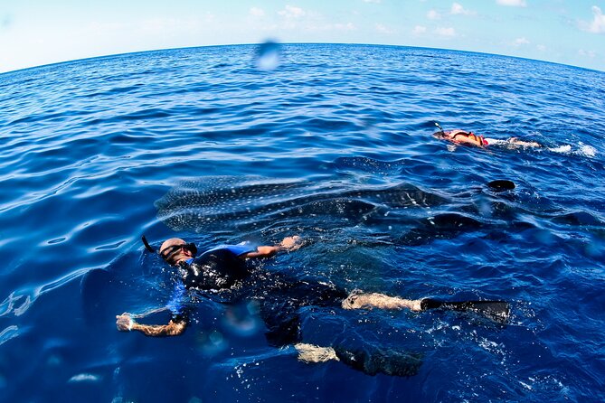 Whale Shark Swim Adventure SMALL GROUP from Cancun - Where the Whale Sharks Are: Isla Mujeres, Contoy, and Holbox