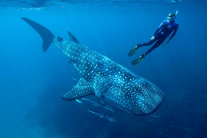 Whale Shark Swimming and Isla Mujeres Beach Tour - Morning Pickup and the Punta Sam Marina at 7:50 am