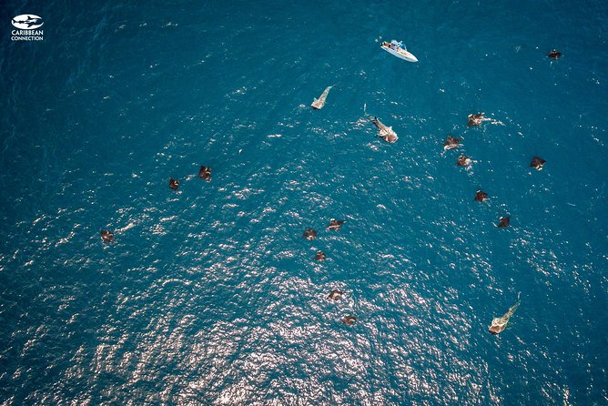 Whale Shark Swimming and Isla Mujeres Beach Tour - Snorkeling Gear and Real Talk About Comfort